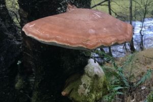 Bracket fungus on an old tree