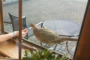 Female pheasant being hand fed on window sill