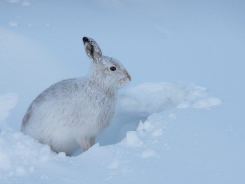Mountain hare in winter coat